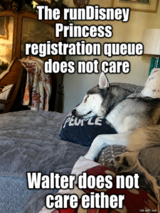 Walter the husky sleeping on a couch with meme text saying the runDisney Princess registration queue does not care and Walter does not care either.